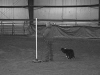 Wyoming Stock Dog Border Collie